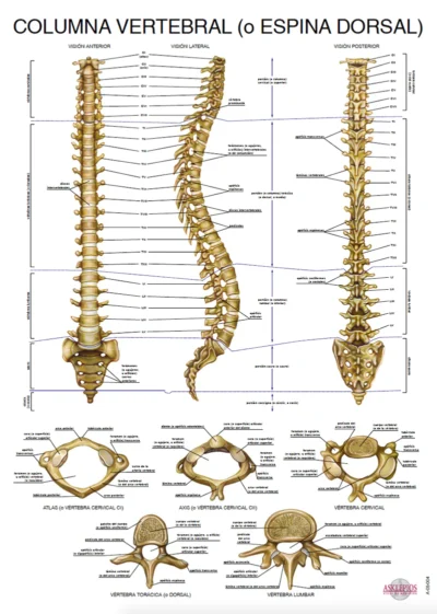 Columna Vertebral (o Espina Dorsal)