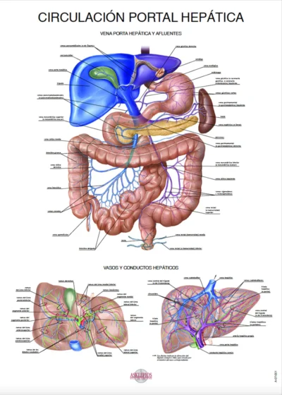 Circulación Portal Hepática